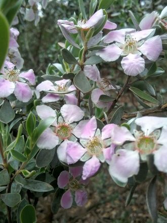 Leptospermum sericeum - Australian Native Plant