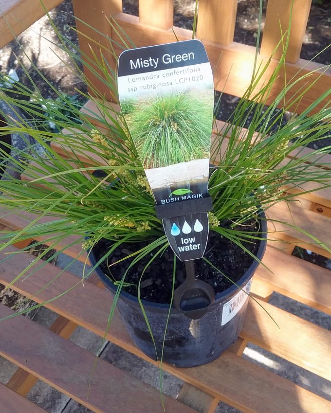 Lomandra confertifolia ssp rubiginosa Misty Green in 140mm pot