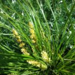 Lomandra confertifolia ssp rubiginosa Misty Green - Australian Native Plant