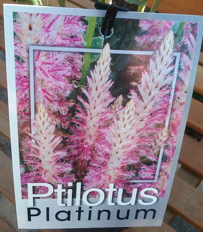 Pilotus Platinum - Australian Native Plant