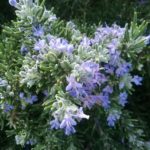Rosemary Roman Beauty - Perennial Plant