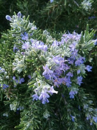 Rosemary Roman Beauty - Perennial Plant