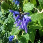 Salvia corrugata - Perennial Plant