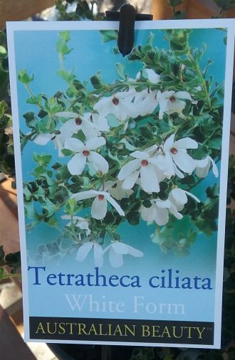 Tetratheca ciliata white form in 68mm Super Tube