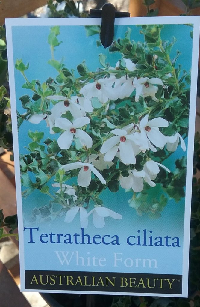 Tetratheca ciliata white form in 68mm Super Tube