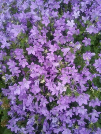 Campanula portenschlagiana - Perennial Plant