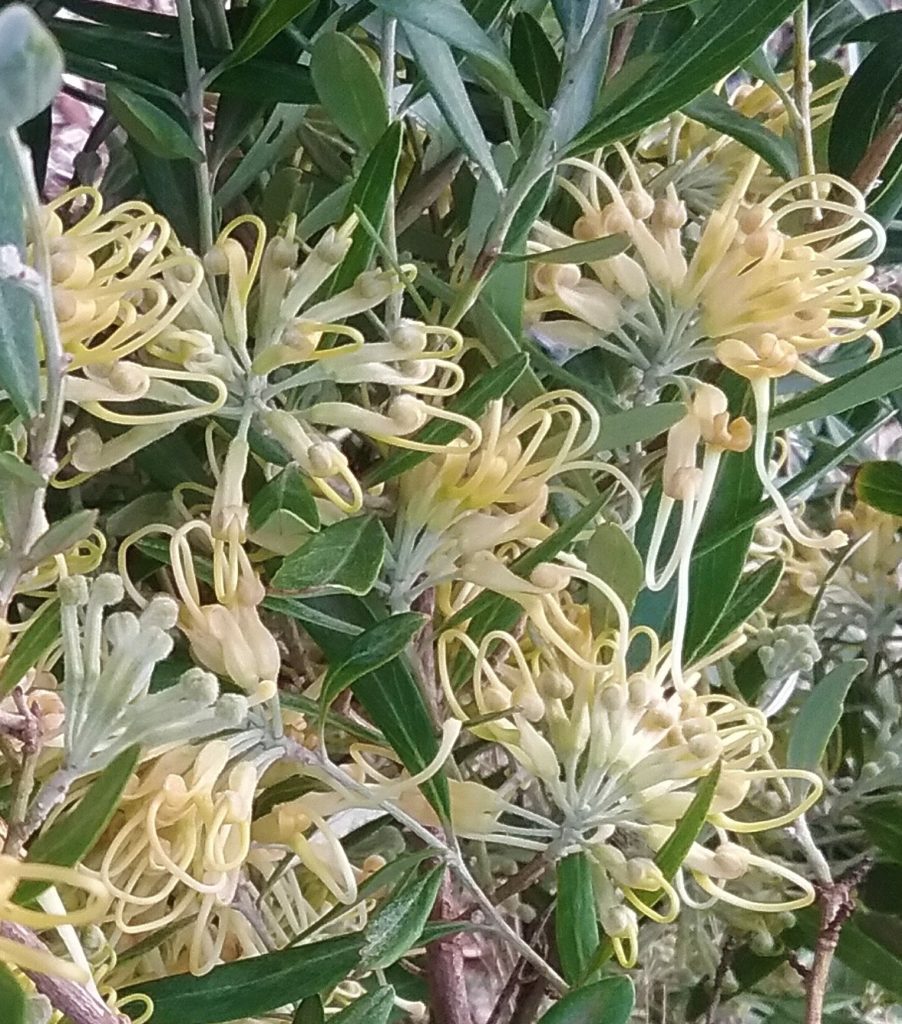 Grevillea olivacea yellow in 68mm Super Tube Trigg Plants
