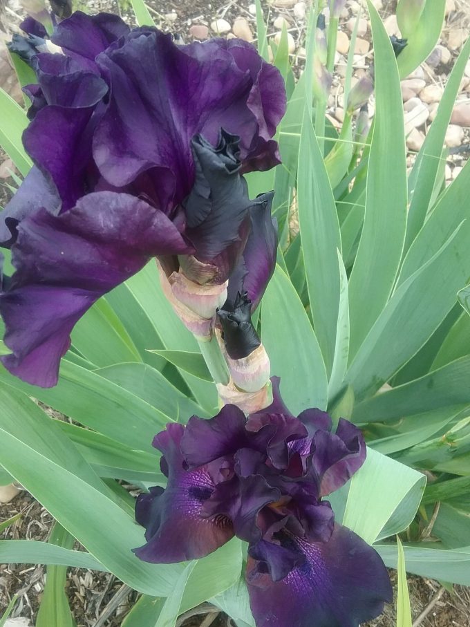 Tall Bearded Iris Superstition