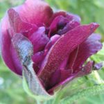 Alyogyne Burgundy Rose - Australian Native Plant