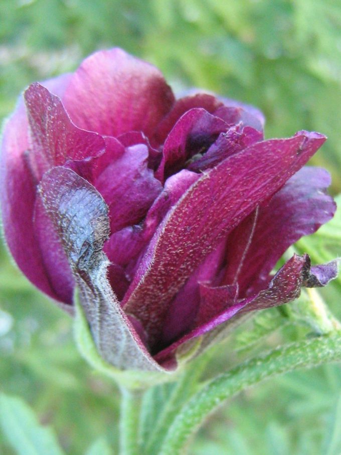 Alyogyne Burgundy Rose - Australian Native Plant
