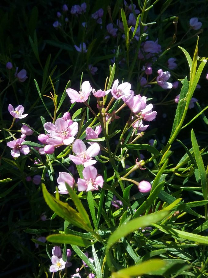 Boronia cymosa - Australian Native Plant