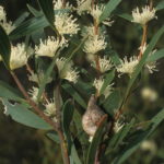 Hakea ambigua - Australian Native Plant