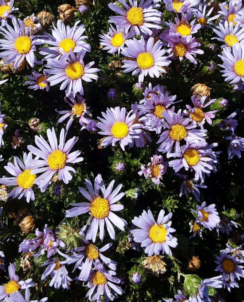 Olearia homolepsis Australian native plant