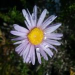 Olearia homolepsis - Australian Native Plant