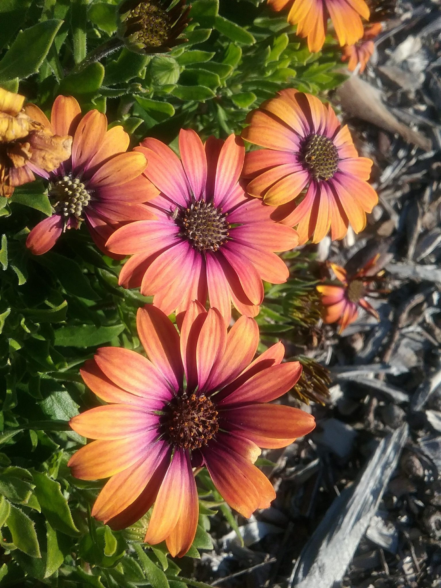 Osteospermum Sun in 68mm Super Tube – Trigg Plants