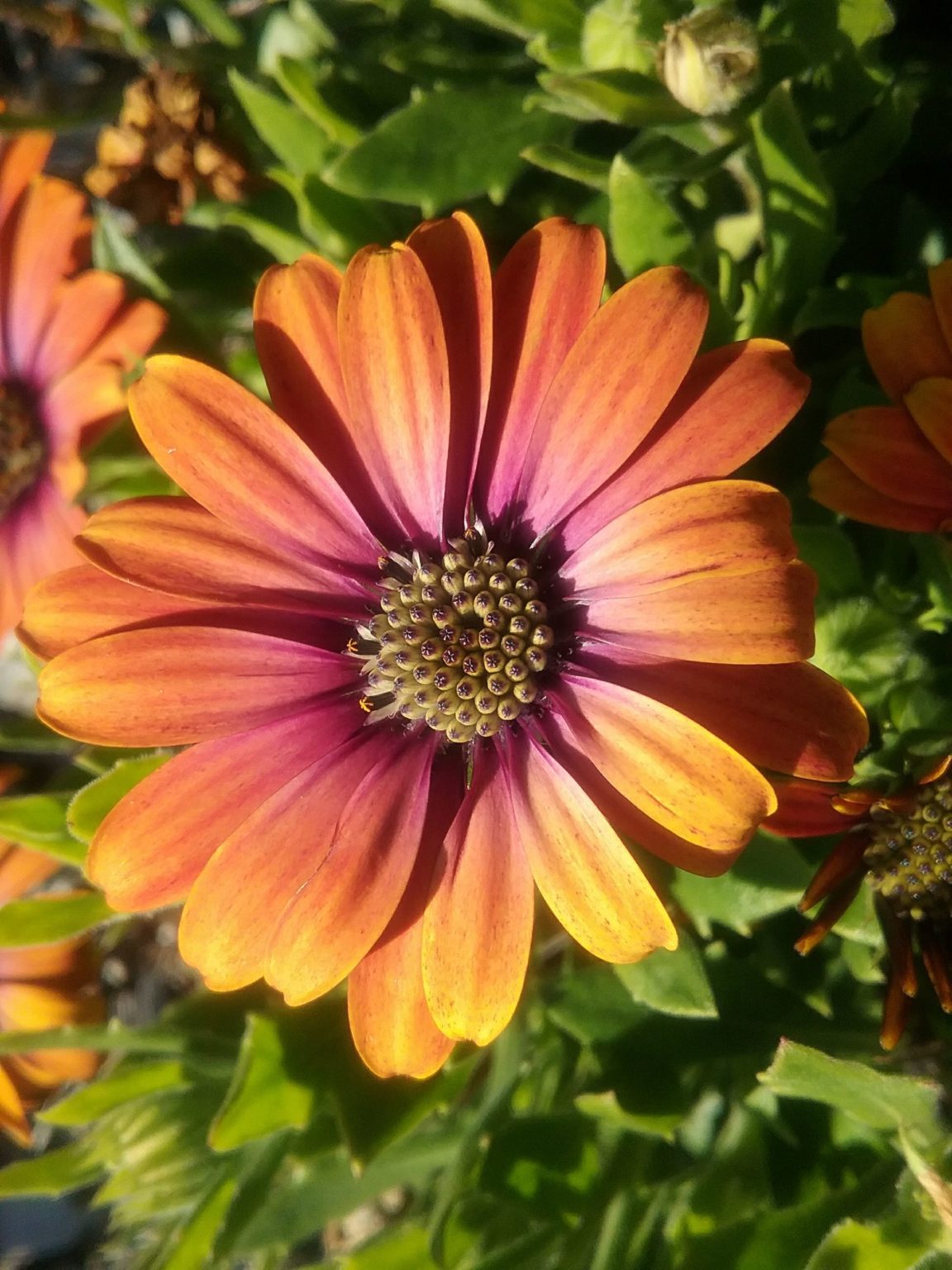 Osteospermum Sun in 68mm Super Tube – Trigg Plants