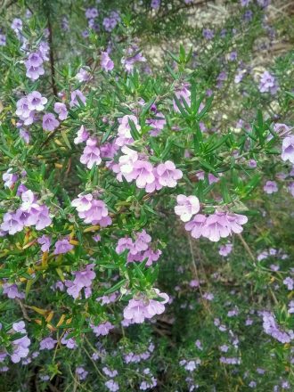 Prostanthera scutellarioides - Australian Native Plant