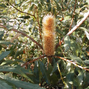 Banksia paludosa - Australian Native Plant