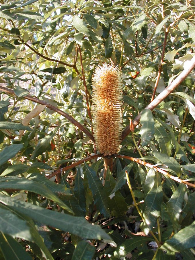 Banksia paludosa - Australian Native Plant