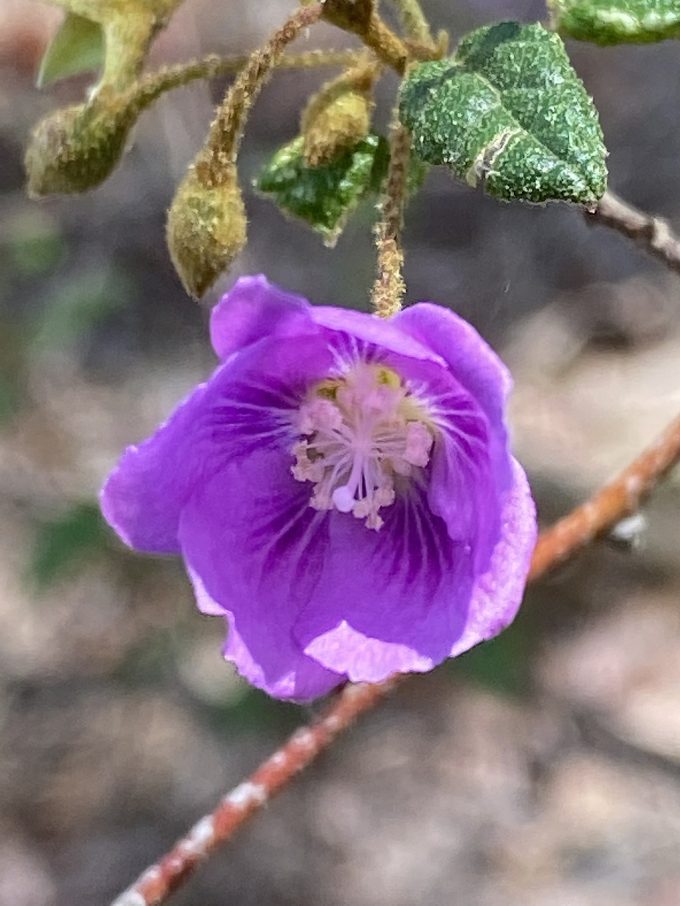 Howittia trilocularis Australian native plant