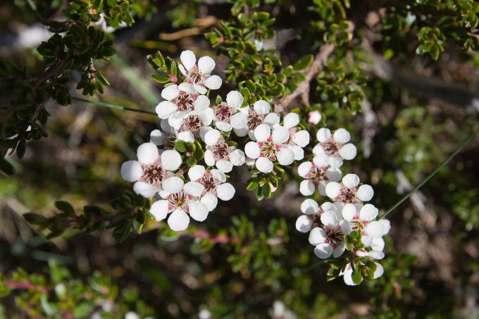 Leptospermum rupestre Australian native plant