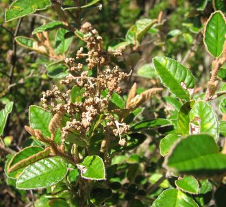 Pomaderris paniculosa in 68mm Super Tube – Trigg Plants