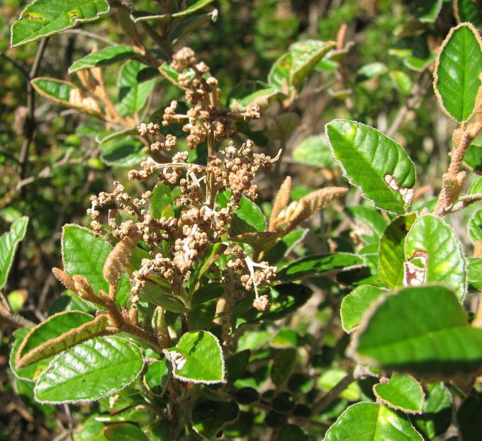 Pomaderris paniculosa Australian Native plant