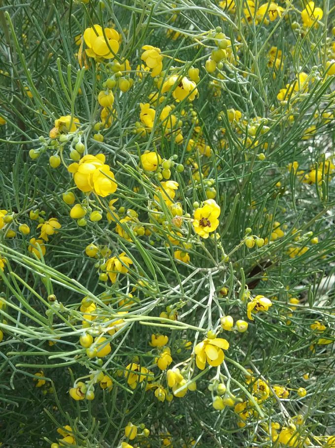 Senna artemisoides Australian native plant