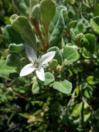 Correa alba pink Australian native plant