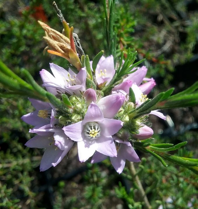 Philotheca nodiflorus pink Australian native plant