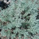 Artemisia Parfum D Ethiopia perennial plant