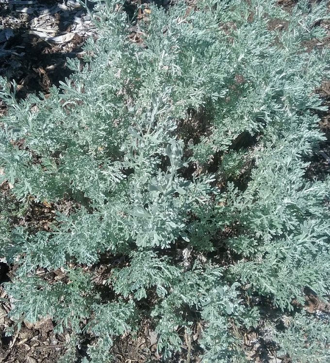 Artemisia Parfum D Ethiopia perennial plant