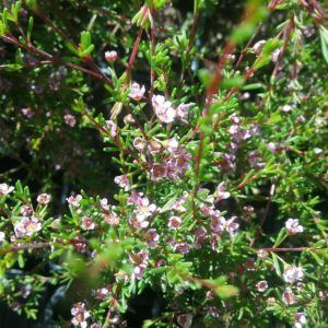 Astartea astarteoides Australian Native Plant