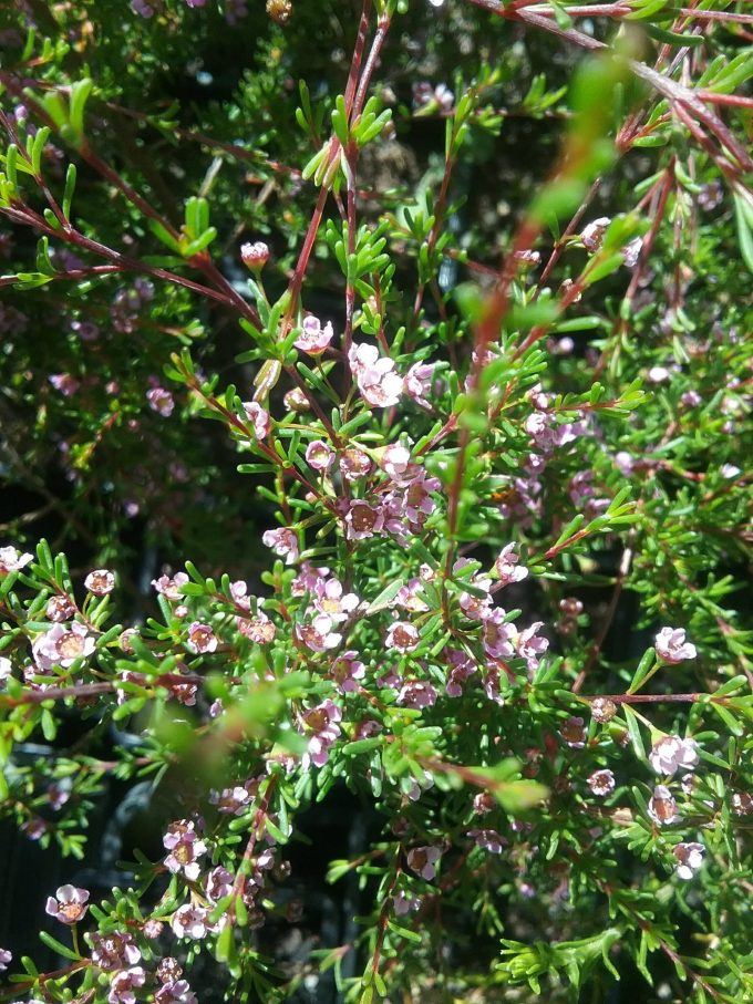 Astartea astarteoides Australian Native Plant
