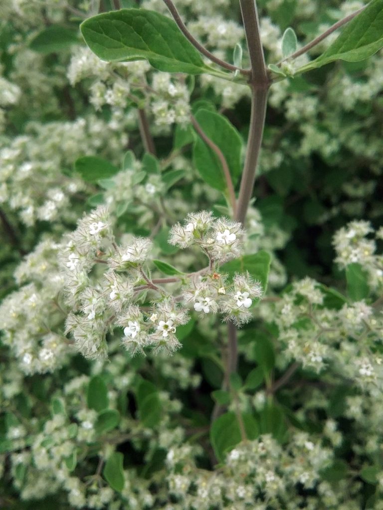 Bystropogon canariensis perennial plant