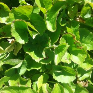 Centella cordifolium - Australian Native Plant