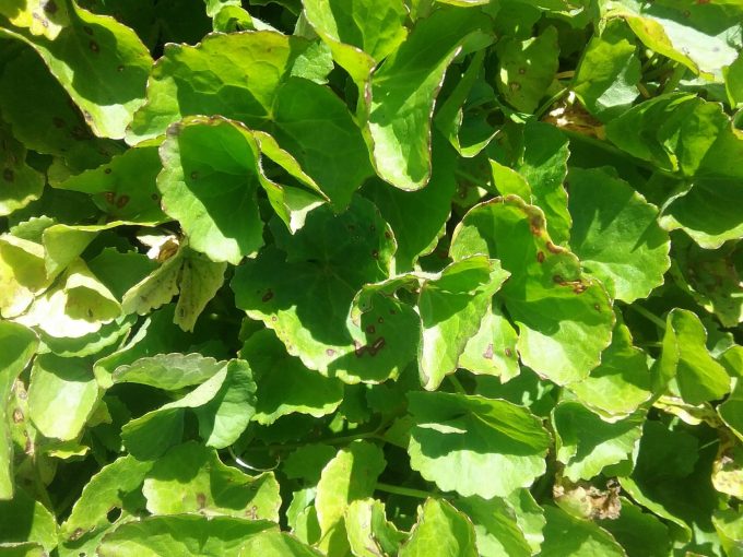 Centella cordifolium - Australian Native Plant