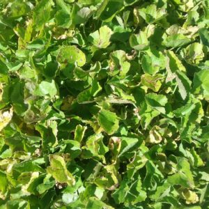 Centella cordifolium - Australian Native Plant