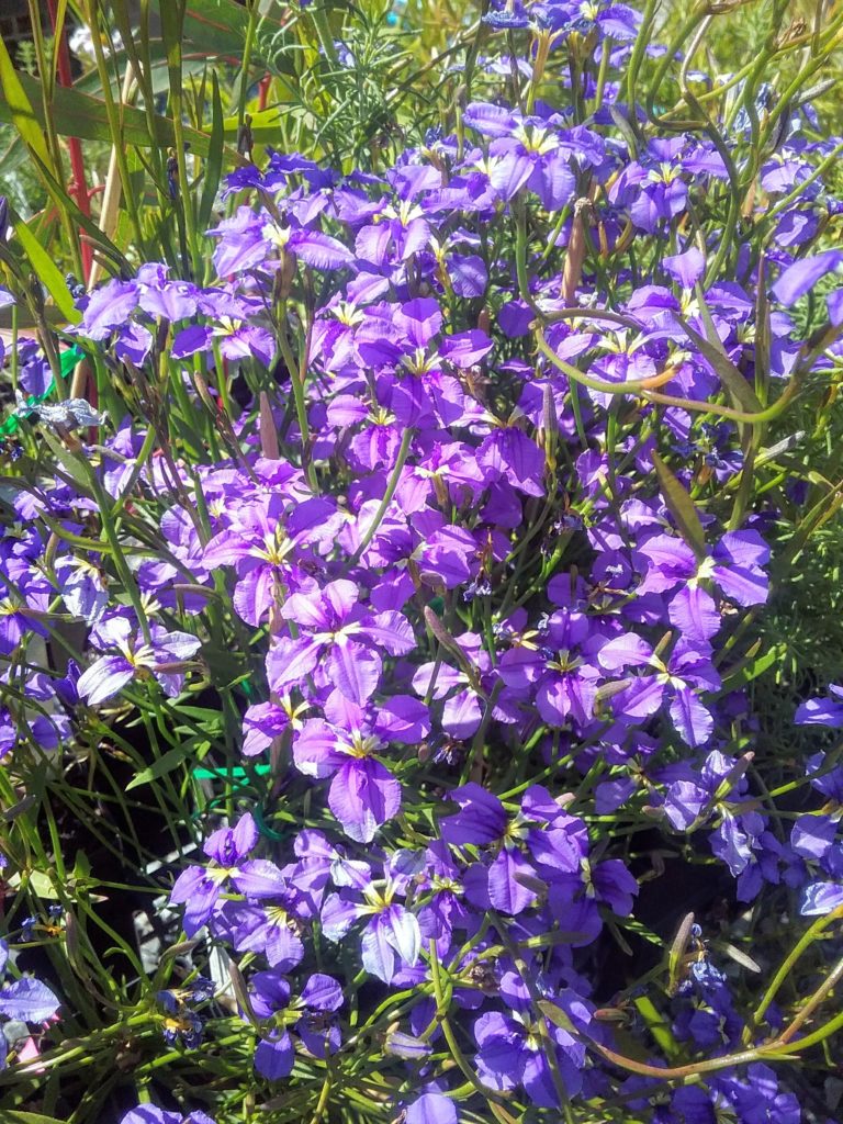 Dampiera trigona Australian Native Plant