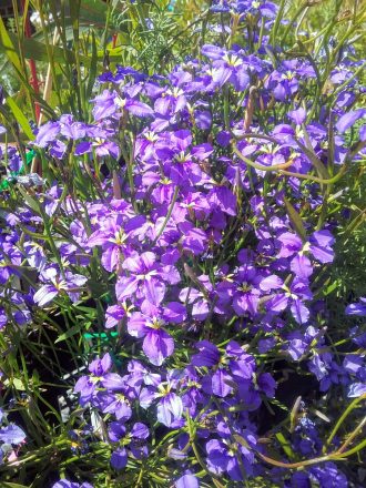 Dampiera trigona Australian Native Plant