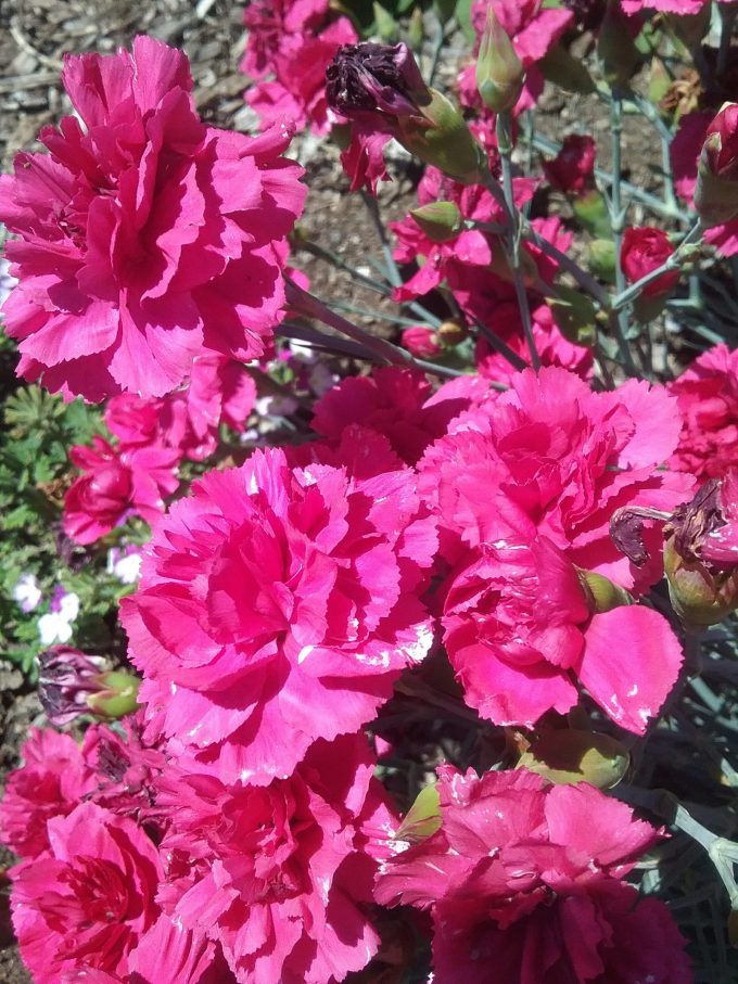 Dianthus Rose Joy perennial plant