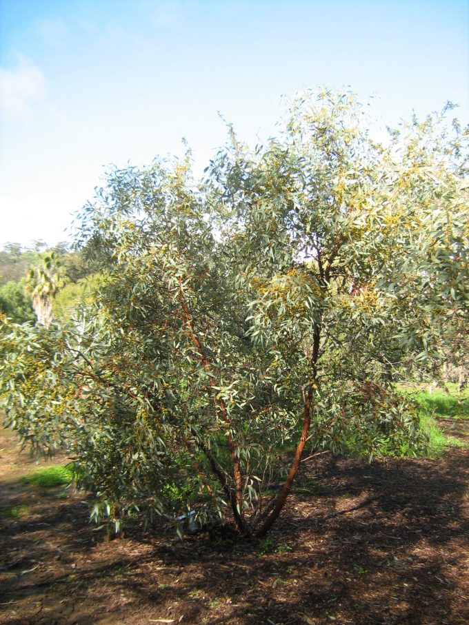 Eucalyptus gypsophila - Australian Native Plant