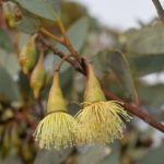 Eucalyptus pimpiniana - Australian Native Plant
