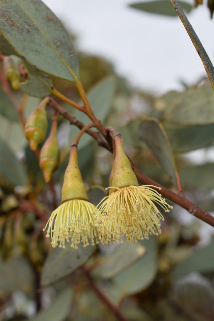 Eucalyptus pimpiniana - Australian Native Plant