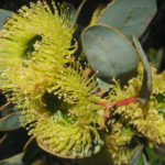 Eucalyptus preissiana - Australian Native Plant