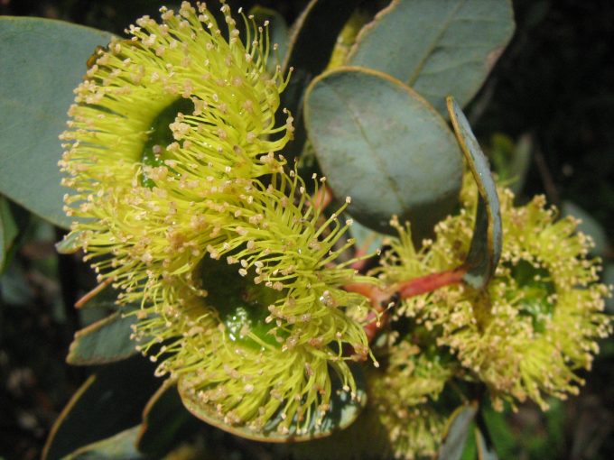 Eucalyptus preissiana - Australian Native Plant