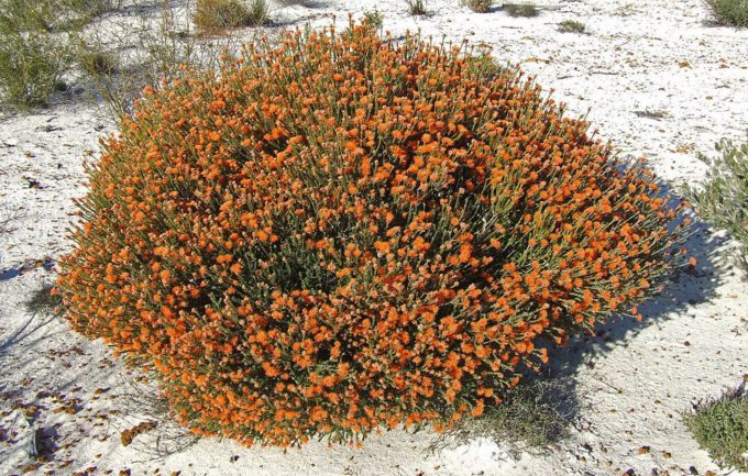 Eremaea beaufortioides Australian Native Plant