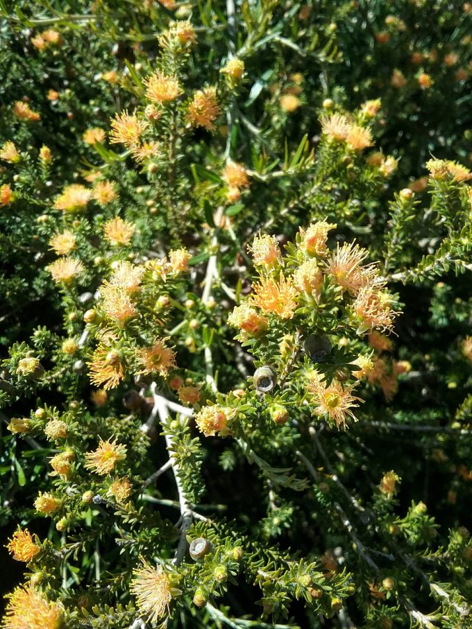 Eremaea pauciflora Australian native plant