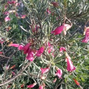 Eremophila alternifolia Australian Native Plant