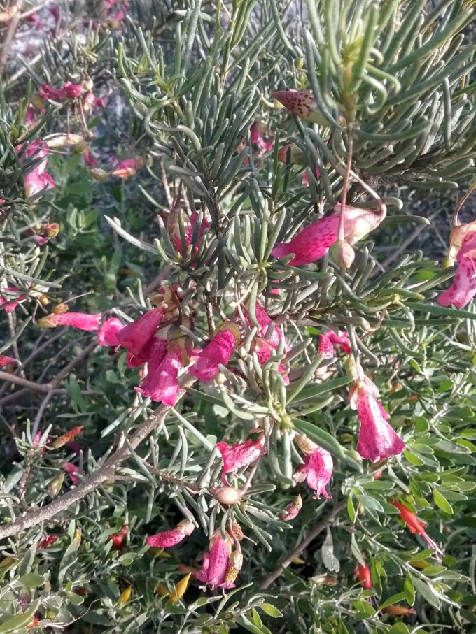 Eremophila alternifolia Australian Native Plant